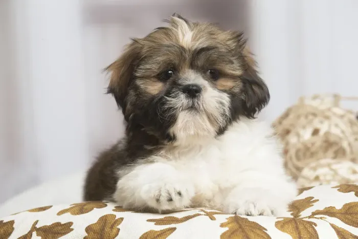 Framed Print : 13132233. Shih Tzu dog indoors Date Framed Print : 13132233. Shih Tzu dog indoors Date