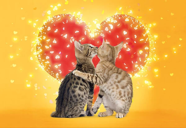 13132236. Bengal Cats kissing in front of red heart Date
