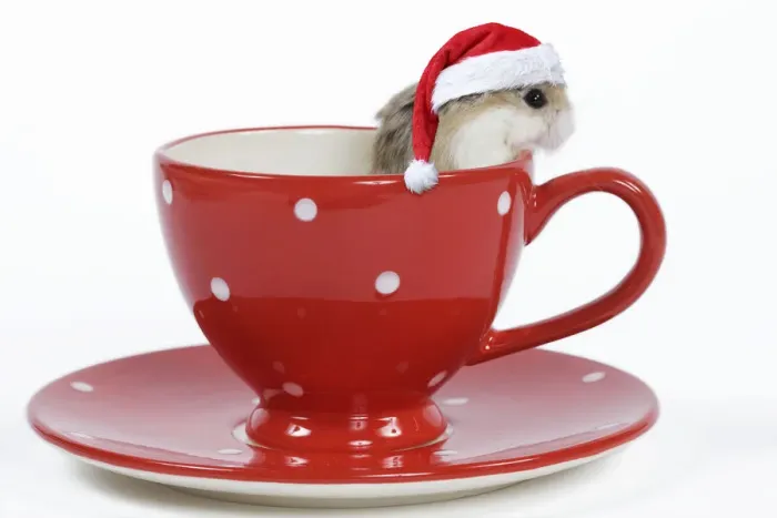 Framed Print : 13132239. Roborovski Hamster - in tea cup wearing a red Christmas hat Date Framed Print : 13132239. Roborovski Hamster - in tea cup wearing a red Christmas hat Date