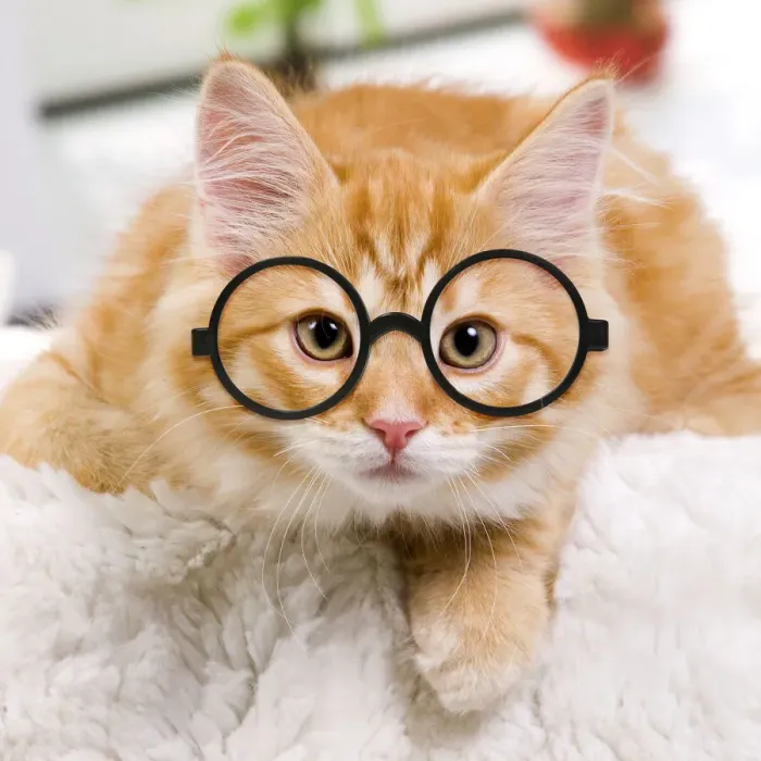 Framed Print : 13132240. Siberian Cat wearing glasses Date