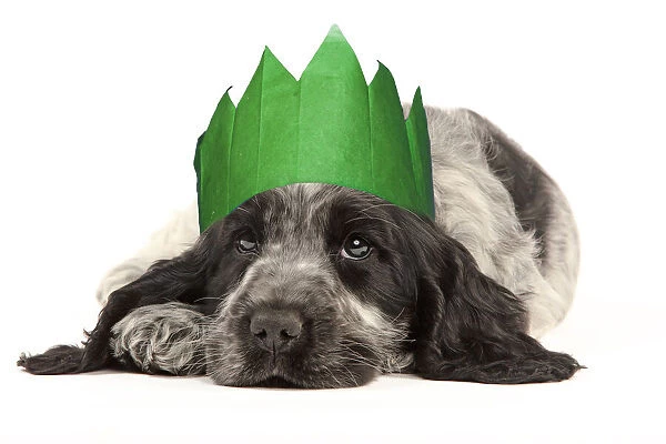 13132241. English Cocker Spaniel Dog, puppy wearing Christmas party hat Date