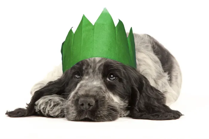 Framed Print : 13132241. English Cocker Spaniel Dog, puppy wearing Christmas party hat Date Framed Print : 13132241. English Cocker Spaniel Dog, puppy wearing Christmas party hat Date