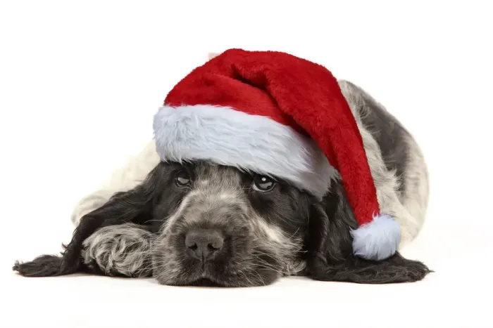 Framed Print : 13132242. English Cocker Spaniel Dog, puppy wearing Christmas hat Date