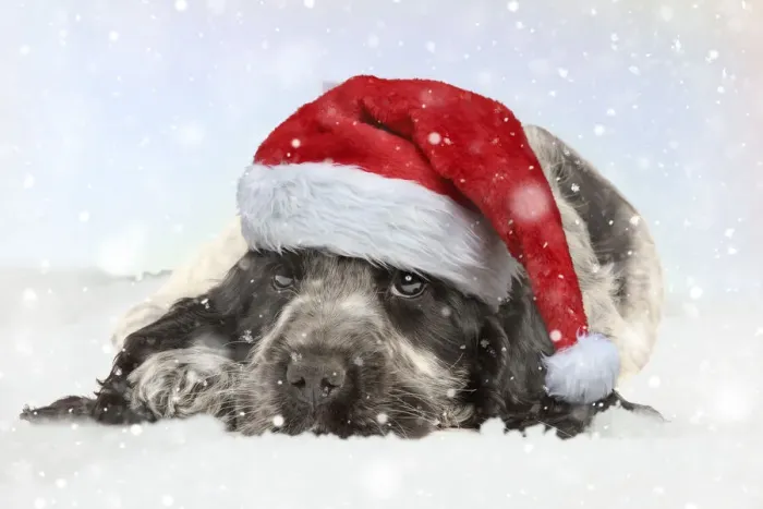 Framed Print : 13132243. English Cocker Spaniel Dog, puppy wearing Christmas hat in winter snow Date Framed Print : 13132243. English Cocker Spaniel Dog, puppy wearing Christmas hat in winter snow Date
