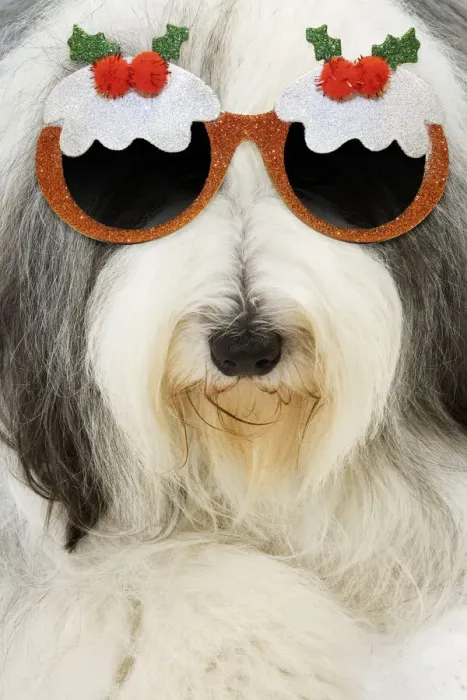 Framed Print : 13132246. Dog - Bearded Collie wearing Christmas pudding glasses Date Framed Print : 13132246. Dog - Bearded Collie wearing Christmas pudding glasses Date