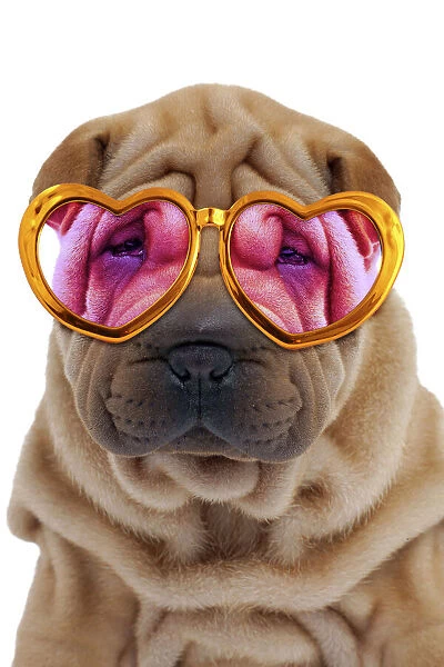 13132247. Dog - Shar Pei puppy wearing pink and gold heart-shaped glasses Date