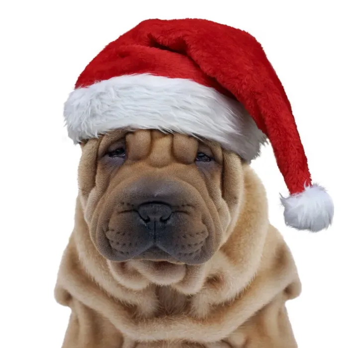 Framed Print : 13132248. Dog - Shar Pei puppy wearing Christmas hat Date Framed Print : 13132248. Dog - Shar Pei puppy wearing Christmas hat Date