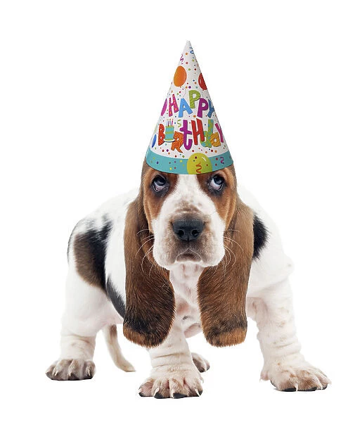 13132249. Dog - Basset Hound puppy wearing happy birthday party hat Date