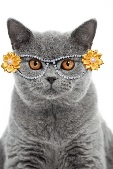 Framed Print : 13132252. Blue British Shorthair Cat, 6 months old wearing glasses Date Framed Print : 13132252. Blue British Shorthair Cat, 6 months old wearing glasses Date