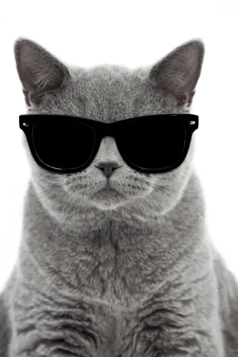 Framed Print : 13132253. Blue British Shorthair Cat, 6 months old wearing sunglasses Date Framed Print : 13132253. Blue British Shorthair Cat, 6 months old wearing sunglasses Date