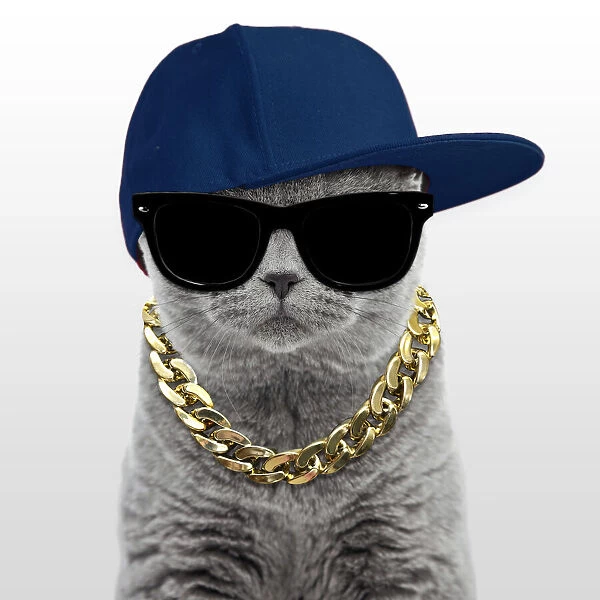 13132255. Blue British Shorthair Cat, 6 months old wearing sunglasses, baseball cap