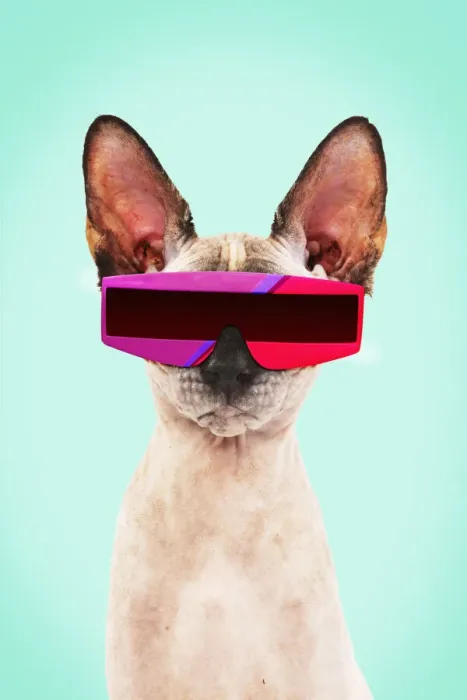 Framed Print : 13132256. Sphynx Cat, wearing futuristic sunglasses Date Framed Print : 13132256. Sphynx Cat, wearing futuristic sunglasses Date