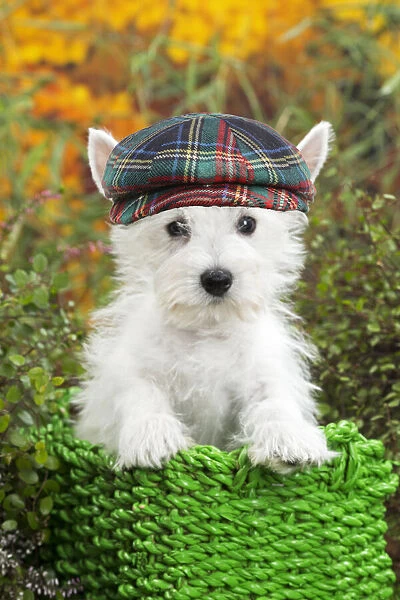 13132257. Dog - Westie  /  West Highland White Terrier puppy wearing tartan hat Date