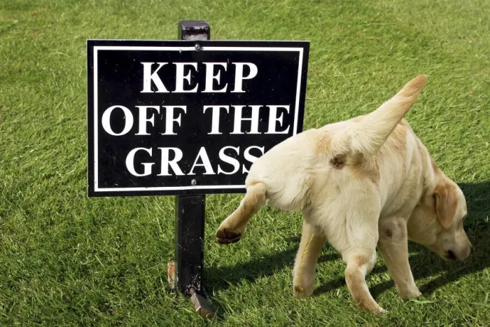 Framed Print : 13132258. Keep off the grass warning sign with a dog peeing on it Date Framed Print : 13132258. Keep off the grass warning sign with a dog peeing on it Date