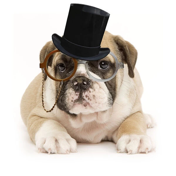 13132259. English Bulldog - puppy in studio wearing monocle and top hat glasses Date