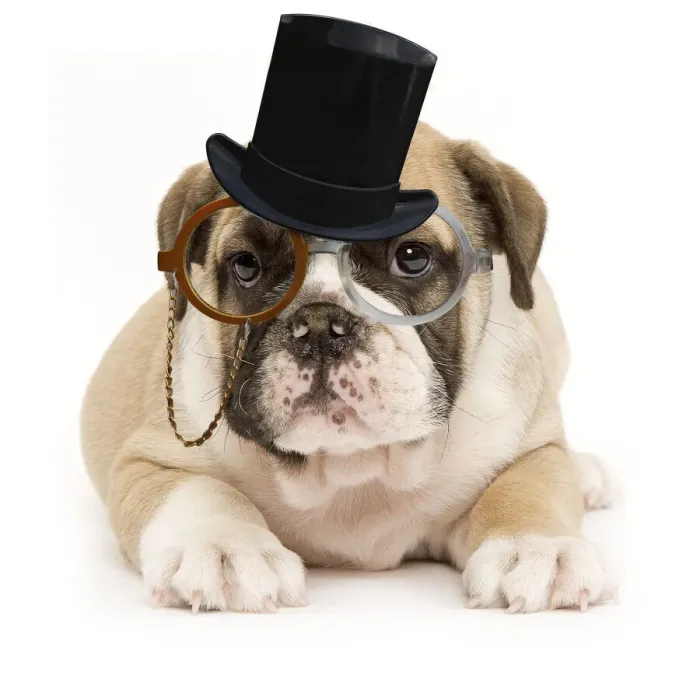 Framed Print : 13132259. English Bulldog - puppy in studio wearing monocle and top hat glasses Date Framed Print : 13132259. English Bulldog - puppy in studio wearing monocle and top hat glasses Date