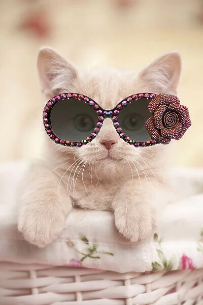 13132261. Cat - British shorthair kitten wearing sunglasses Date