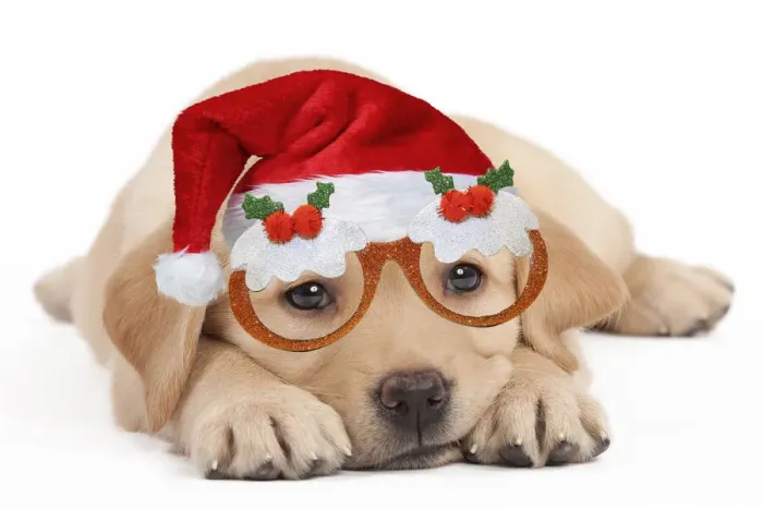 Framed Print : 13132264. Dog - Labrador puppy wearing Santa hat and Christmas pudding glasses Date Framed Print : 13132264. Dog - Labrador puppy wearing Santa hat and Christmas pudding glasses Date