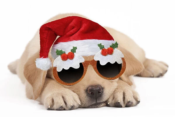 13132265. Dog - Labrador puppy wearing santa hat and Christmas pudding glasses Date