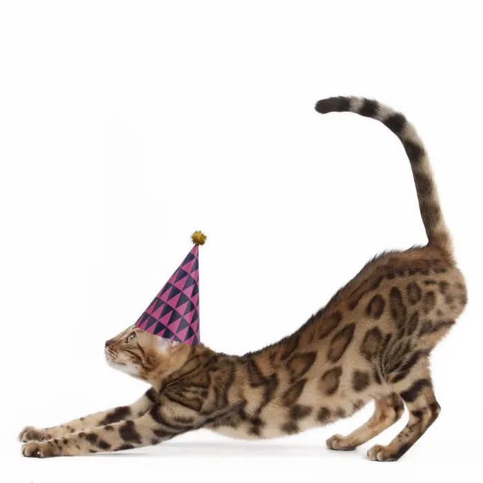 Framed Print : 13132266. Cat - Bengal stretching and wearing a party hat Date Framed Print : 13132266. Cat - Bengal stretching and wearing a party hat Date