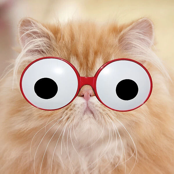 13132267. Cat - Red Tabby Persian kitten wearing googly eye glasses Date