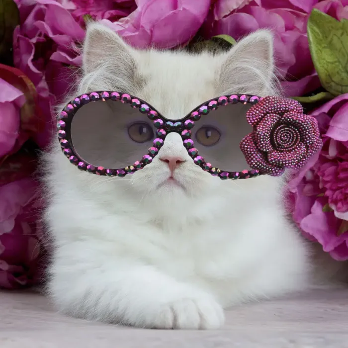 Framed Print : 13132269. Cat