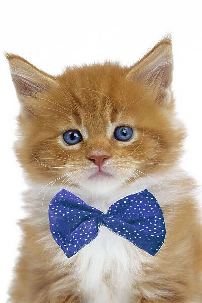 13132270. Cat - Maine Coon - 6 week old kitten wearing a blue bow tie Date