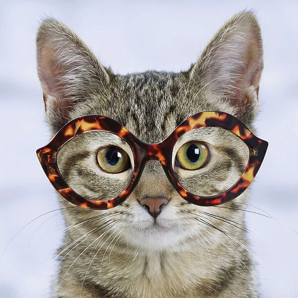 13132271. Domestic Cat - 6 month old kitten wearing tortoiseshell glasses Date