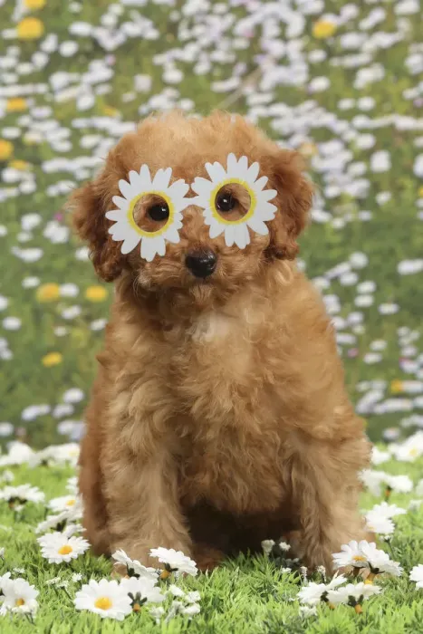 Framed Print : 13132274. Dog - Apricot Miniature Poodle wearing, daisy glasses Date Framed Print : 13132274. Dog - Apricot Miniature Poodle wearing, daisy glasses Date