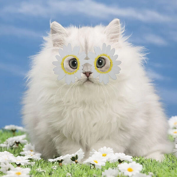 13132275. Cat - Black silver shaded Persian kitten wearing daisy flower glasses Date
