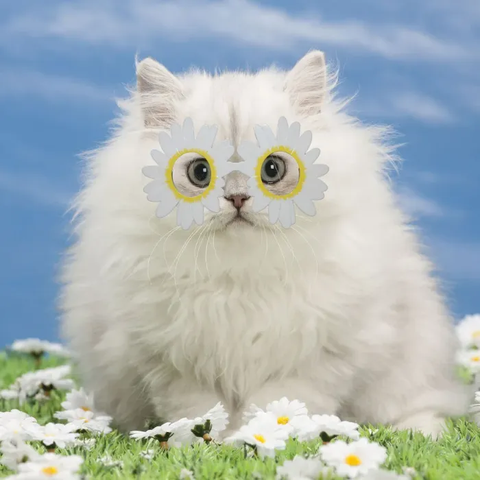 Framed Print : 13132275. Cat - Black silver shaded Persian kitten wearing daisy flower glasses Date Framed Print : 13132275. Cat - Black silver shaded Persian kitten wearing daisy flower glasses Date