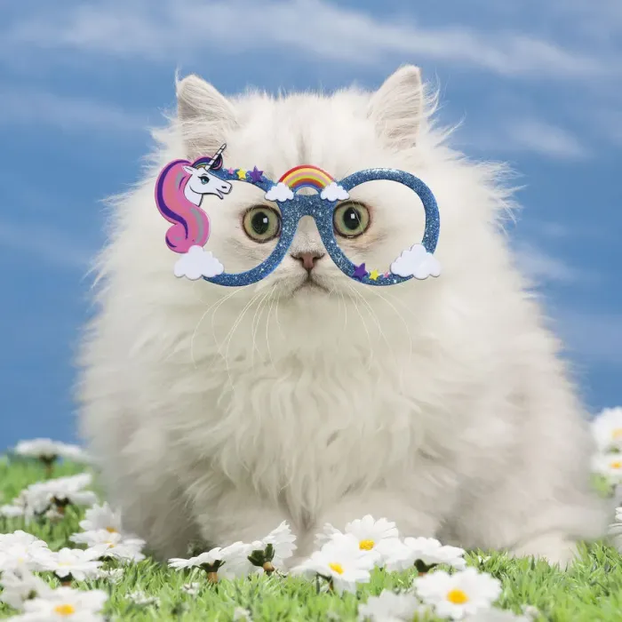Framed Print : 13132276. Cat - Black silver shaded Persian kitten wearing unicorn glasses Date