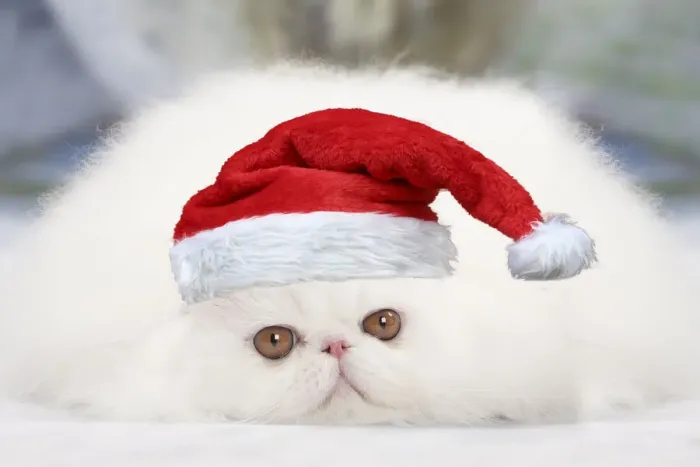 Framed Print : 13132277. Cat - White persian wearing a Christmas hat Date Framed Print : 13132277. Cat - White persian wearing a Christmas hat Date