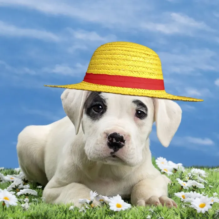 Framed Print : 13132279. Dog - Dogo Argentino - puppy 10 weeks wearing a yellow straw hat Date Framed Print : 13132279. Dog - Dogo Argentino - puppy 10 weeks wearing a yellow straw hat Date