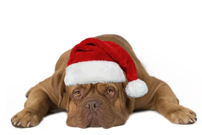 Framed Print : 13132281. Dog - Dogue de Bordeaux lying down with Christmas hat Date Framed Print : 13132281. Dog - Dogue de Bordeaux lying down with Christmas hat Date