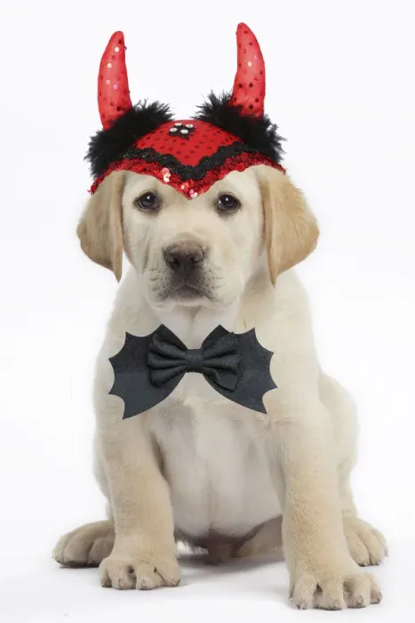 Framed Print : 13132285. Dog - Labrador puppy wearing Halloween devil horns Date Framed Print : 13132285. Dog - Labrador puppy wearing Halloween devil horns Date
