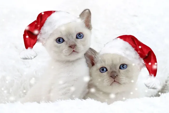 Framed Print : 13132287. Cat - Tonkinese kittens wearing Christmas hats in snow Date
