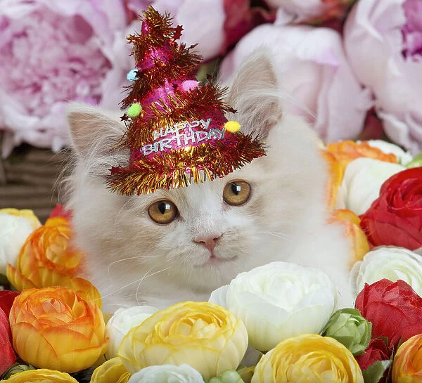 13132288. Cat - British Longhair kitten amongst flowers wearing, Birthday party hat Date