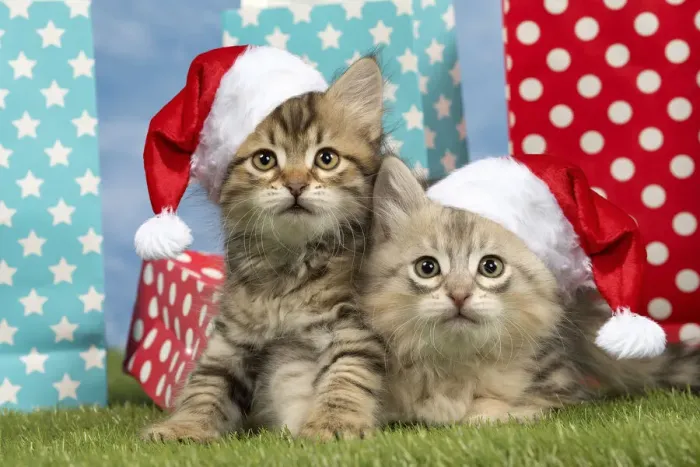 Framed Print : 13132290. Cat - Siberian - 8 week old kittens with party bags wearing Christmas hats Date