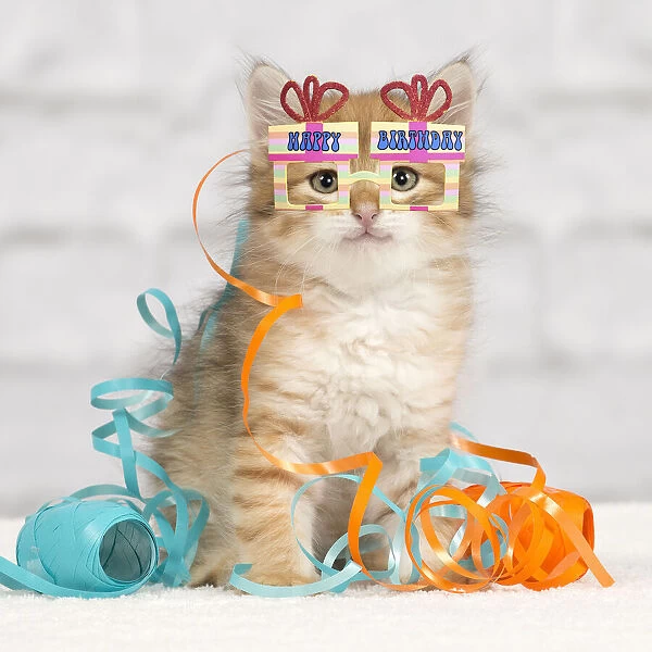13132291. Cat - Siberian kitten - playing with decoration tape