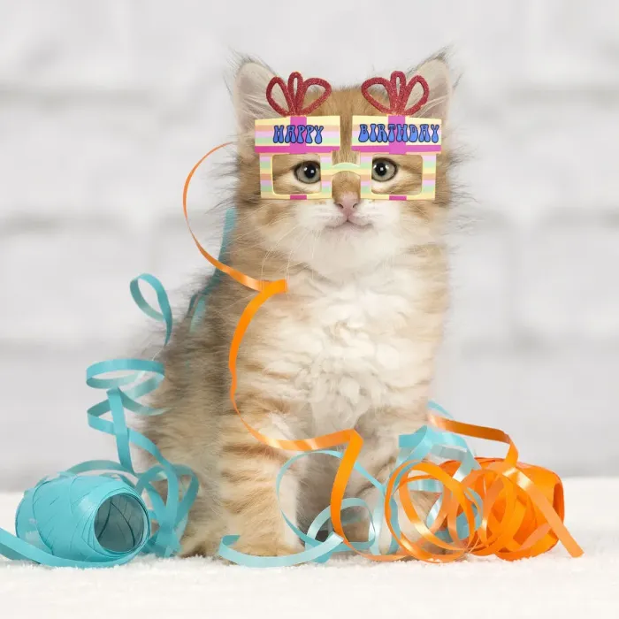 Framed Print : 13132291. Cat - Siberian kitten - playing with decoration tape Framed Print : 13132291. Cat - Siberian kitten - playing with decoration tape
