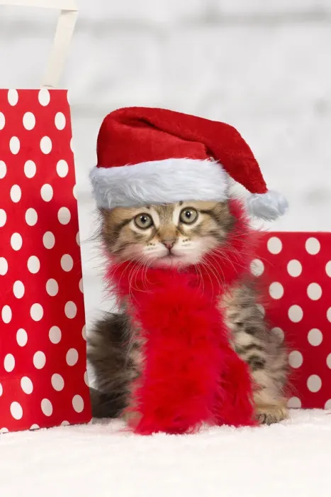 Framed Print : 13132293. Cat - Siberian kitten - with scarf and gift bags Date Framed Print : 13132293. Cat - Siberian kitten - with scarf and gift bags Date