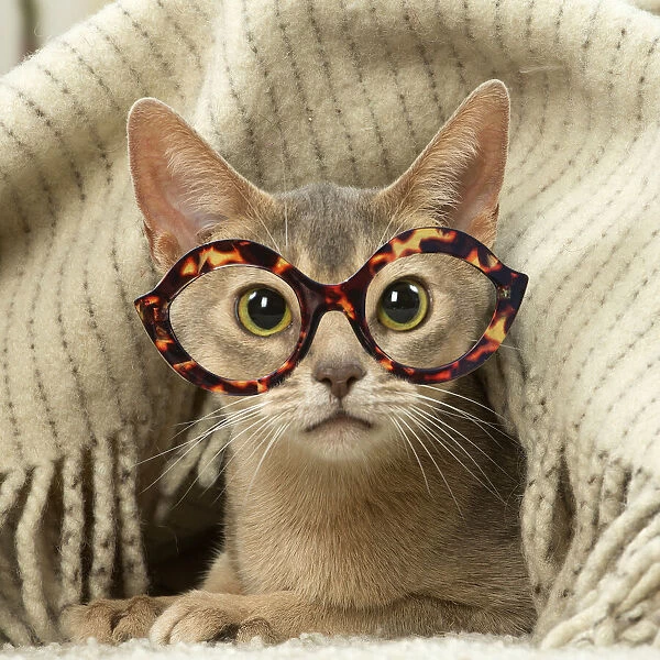 13132294. Abyssinian kitten indoors wearing glasses Date