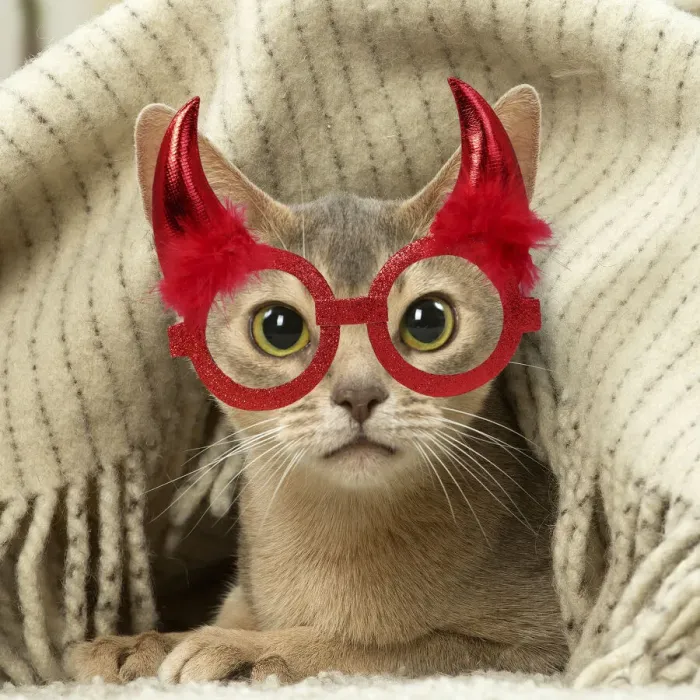 Framed Print : 13132295. Abyssinian kitten indoors wearing red Halloween devil horn glasses Date Framed Print : 13132295. Abyssinian kitten indoors wearing red Halloween devil horn glasses Date