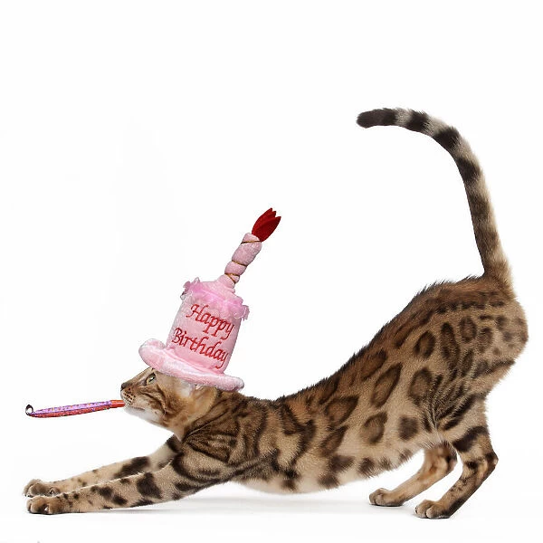 13132296. Cat - Bengal stretching and wearing a Happy Birthday party hat Date