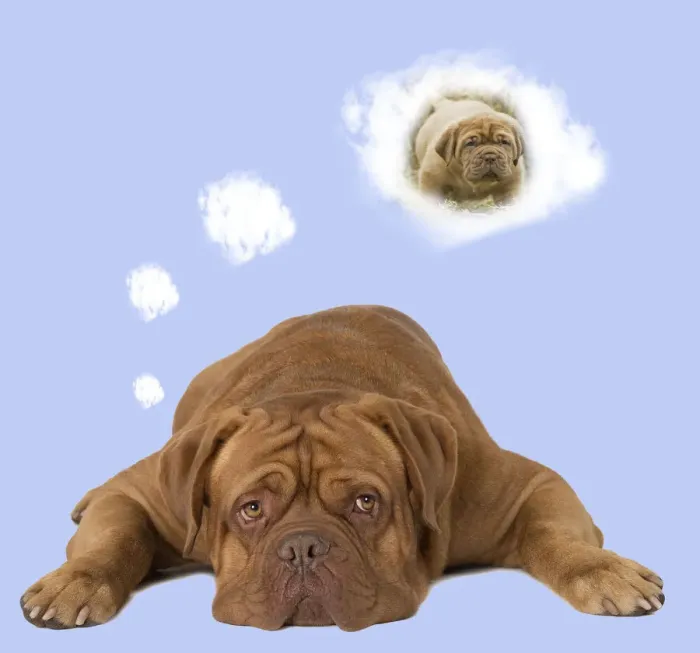 Framed Print : 13132297. Dog - Dogue de Bordeaux thinking of a puppy Date Framed Print : 13132297. Dog - Dogue de Bordeaux thinking of a puppy Date