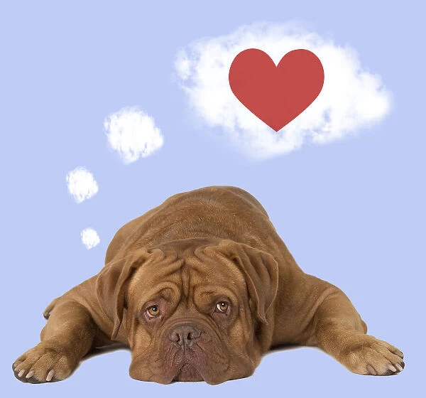 13132298. Dog - Dogue de Bordeaux dreaming of a red heart and love Date