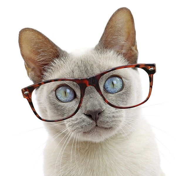 13132299. Cat - Tonkinese wearing glasses Date