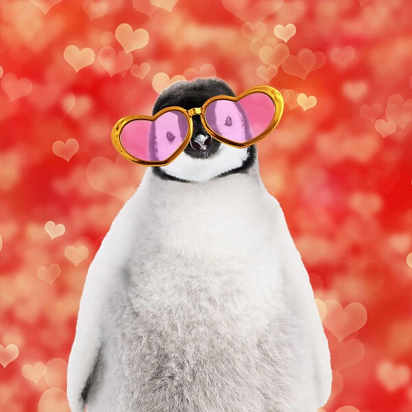 13132301. Emperor penguin chick wearing heart shaped sun glasses Date