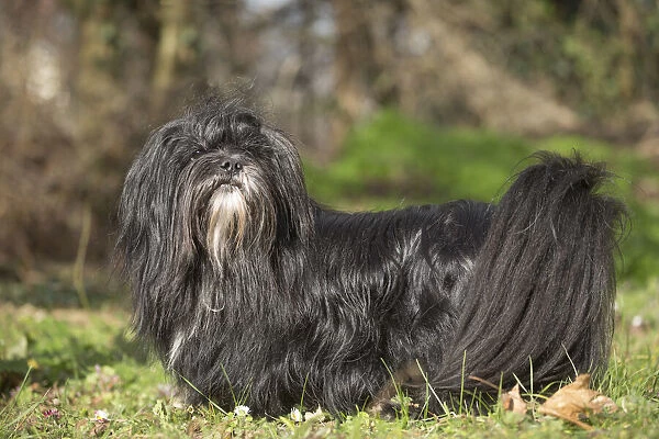 13132304. Lhasa Apso dog outdoors in the garden Date